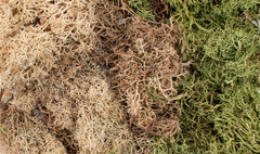 Winter Mix EZ Bushes All Game Terrain Red Claw Gaming    | Red Claw Gaming